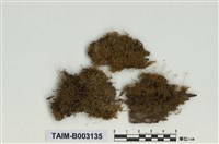 藏品(灰苔科)的圖片